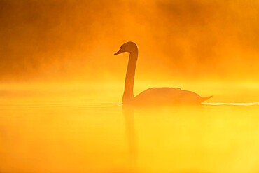 Mute swan (Cygnus olor) at sunrise, Kent, England, United Kingdom, Europe