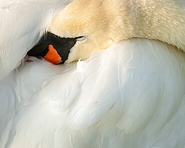 Mute swan (Cygnus olor), Kent, England, United Kingdom, Europe