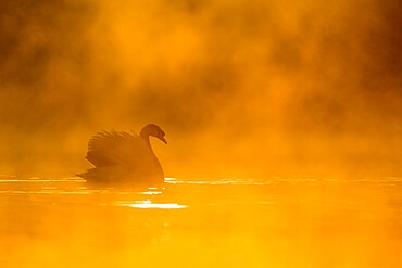 Mute swan (Cygnus olor) at sunrise, Kent, England, United Kingdom, Europe