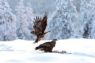 Golden eagle (Aquila chrysaetos) feeding, Kuusamo, Finland, Europe