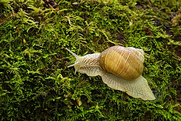 Roman snail (Helix pomatia), Kent, England, United Kingdom, Europe