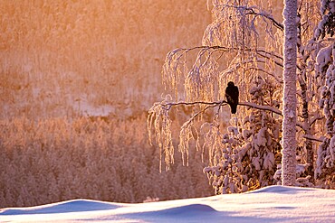 Golden eagle (Aquila chrysaetos) in snow covered tree at sunset, Kuusamo, Finland, Europe