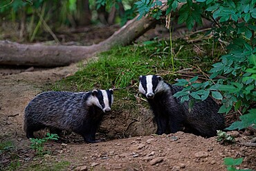 Eurasian Badger (Meles meles) adult, pair standing beside each other, coppice woodland habitat, Kent, England, United Kingdom, Europe