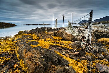 Seaweed covered rocks and hanging fishing nets at low tide, west Senja, Norway, Scandinavia, Europe