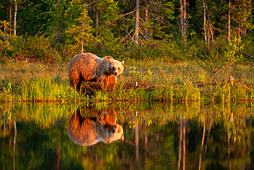 Eurasian brown bear (Ursus arctos arctos) in evening sunlight, reflected in lake, Kuhmo, Finland, Europe