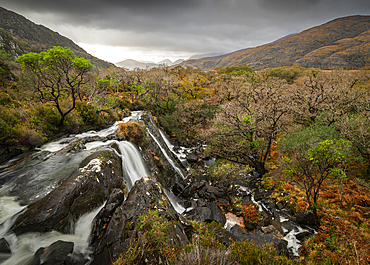 Waterfall and forest, Killarney National Park, County Kerry, Munster, Republic of Ireland (Eire), Europe