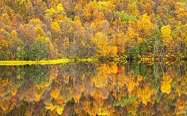 Silver birch reflected in lake in autumn, Senja, Troms og Finnmark, Norway, Scandinavia, Europe