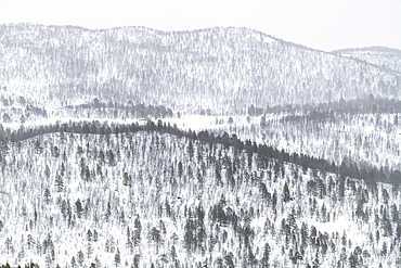 Snow covered hills and mountains covered in pine forest, Anderdalen National Park, Senja, Troms og Finnmark, Norway, Scandinavia, Europe