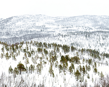 Snow covered hills and mountains covered in pine forest, Anderdalen National Park, Senja, Troms og Finnmark, Norway, Scandinavia, Europe