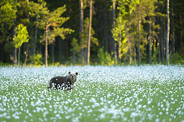 Eurasian brown bear (Ursus arctos arctos) standing in cotton grass meadow, Finland, Europe