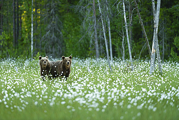 Eurasian brown bear (Ursus arctos arctos) cubs in cotton grass meadow, Finland, Europe