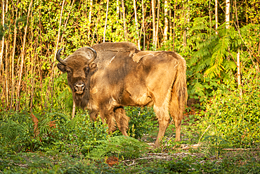 European Bison (Bison bonasus), female (cow), being released into woodland as part of the Wilder Blean project, Kent, England, United Kingdom, Europe