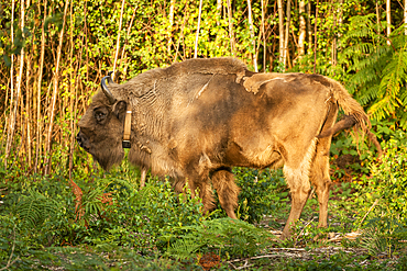 European Bison (Bison bonasus), female (cow), being released into woodland as part of the Wilder Blean project, Kent, England, United Kingdom, Europe