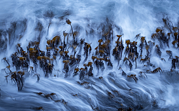 Kelp swaying with the tide at dusk, Faroe Islands, Denmark, Europe