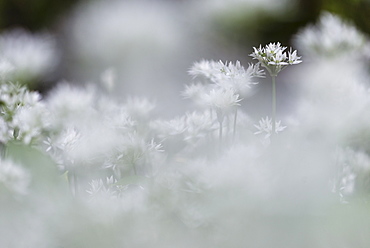 Ramsons (Allium ursinum) flowering mass, growing in coppice woodland habitat, Kent, England, United Kingdom, Europe