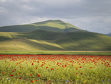 Flowering poppies on the Piano Grande, Monti Sibillini National Park, Castelluccio di Norcia, Perugia, Italy, Europe