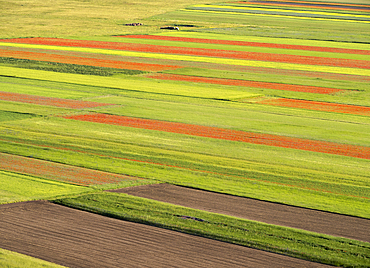 Blooming flowers and lentils on the Piano Grande, Monti Sibillini National Park, Castelluccio di Norcia, Perugia, Italy, Europe