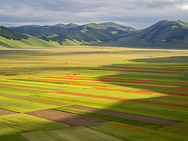 Blooming flowers and lentils on the Piano Grande, Monti Sibillini National Park, Castelluccio di Norcia, Perugia, Italy, Europe