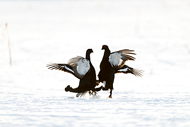 Black grouse (Tetrao tetrix) at lek, Finland, Europe