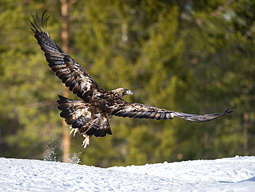 Golden eagle (Aquila chrysaetos) taking off, Finland, Europe