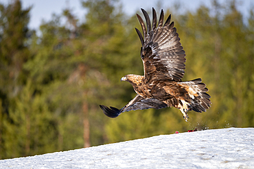 Golden eagle (Aquila chrysaetos) taking off, Finland, Europe