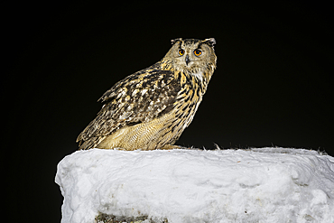 Eurasian eagle owl (Bubo bubo) on snow covered tree stump, Finland, Europe