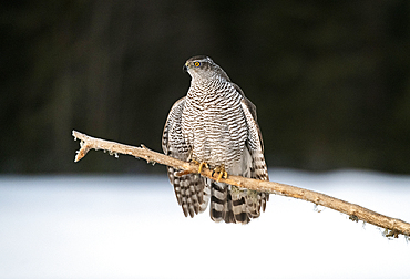 Goshawk (Accipiter gentilis), female, in a threatening posture, Finland, Europe