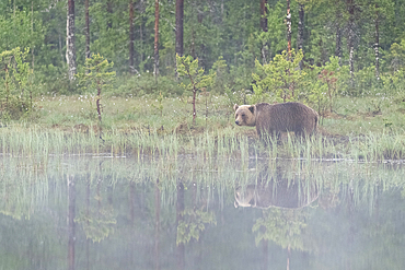 Eurasian brown bear (Ursus arctos arctos) beside lake in morning mist, Finland, Europe