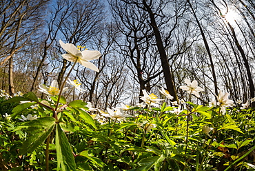 Wood anemone (Anemone nemorosa) flowering in coppice woodland habitat, Kent, England, United Kingdom, Europe