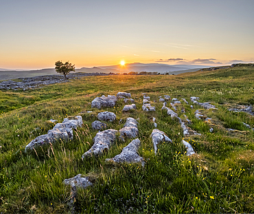 Limestone pavement and lone Hawthorn tree in evening sunlight, Winskill Stones Nature Reserve, Stainforth, Yorkshire Dales National Park, Yorkshire, England, United Kingdom, Europe