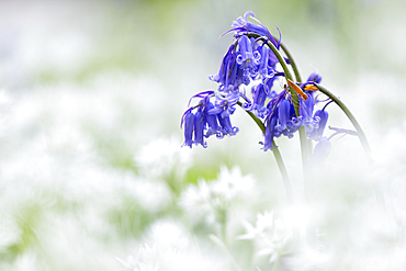 Bluebell (Hyacinthoides non-scripta), growing amongst Wild garlic (Ramson) ((Allium ursinum), United Kingdom, Europe