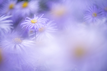 Aster frikartii monch, United Kingdom, Europe