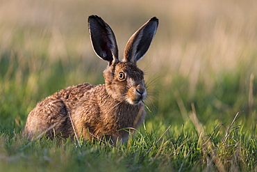 European hare (Lepus europaeus) leveret, Elmley Marshes National Nature Reserve, North Kent Marshes, Isle of Sheppey, Kent, England, United Kingdom, Europe