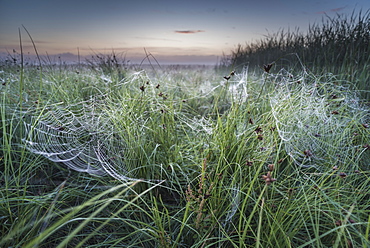 Dew covered orb web in mist at dawn, Elmley Marshes National Nature Reserve, Isle of Sheppey, Kent, England, United Kingdom, Europe