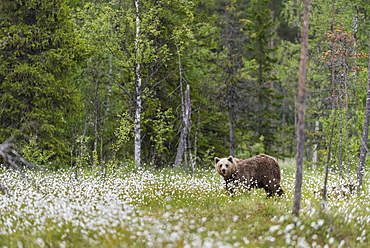 European Brown Bear (Ursus arctos arctos) adult, standing on cotton grass filled taiga swamp, Suomussalmi, Finland, Europe