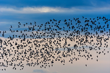 Knot (Calidris canutus) flock, in flight, at sunset in March, Isle of Sheppey, Kent, England, United Kingdom, Europe