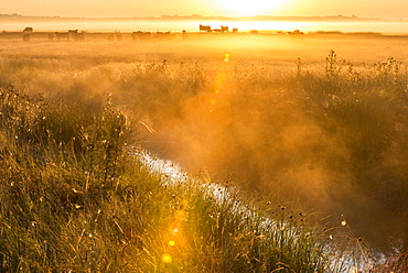 View of coastal grazing marsh habitat at sunrise, Elmley Marshes National Nature Reserve, Isle of Sheppey, Kent, England, United Kingdom, Europe