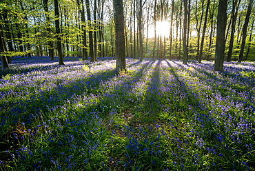 Common bluebell (Hyacinthoides non-scripta) growing in common beech (Fagus sylvatica) woodland habitat, Kent, England, United Kingdom, Europe