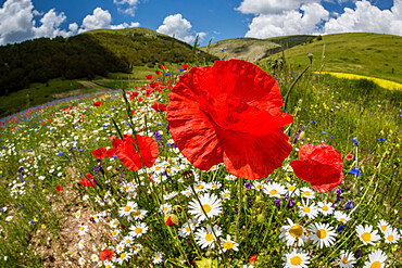 Wildflower meadow of poppies and ox-eye daisy, Monte Sibillini Mountains, Piano Grande, Umbria, Italy, Europe