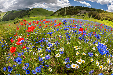 Wildflower meadow of poppies, ox-eye daisy and cornflower, Monte Sibillini Mountains, Piano Grande, Umbria, Italy, Europe