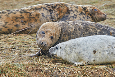 A young Grey Seal pup (Halichoerus grypus) on the shore with its mother in winter, at Donna Nook Nature Reserve, on the North Sea coast of Lincolnshire, Great Britain.