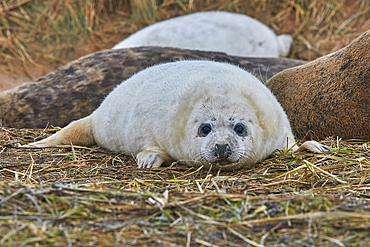 A young Grey Seal pup (Halichoerus grypus) on the shore in winter, at Donna Nook Nature Reserve, on the North Sea coast of Lincolnshire, Great Britain.