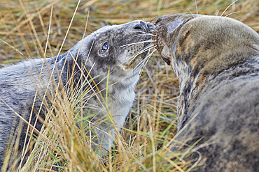 A young Grey Seal pup (Halichoerus grypus) on the shore with its mother in winter, at Donna Nook Nature Reserve, on the North Sea coast of Lincolnshire, Great Britain.