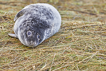 A young Grey Seal pup (Halichoerus grypus) on the shore in winter, at Donna Nook Nature Reserve, on the North Sea coast of Lincolnshire, Great Britain.