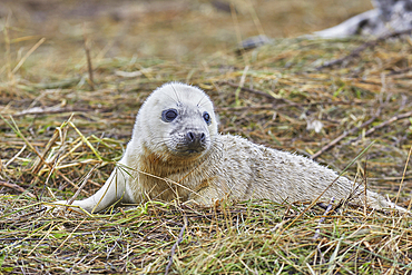 A newborn Grey Seal pup (Halichoerus grypus) on the shore in winter, at Donna Nook Nature Reserve, on the North Sea coast of Lincolnshire, Great Britain.