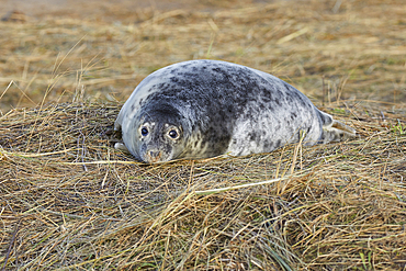 A young Grey Seal pup (Halichoerus grypus) on the shore in winter, at Donna Nook Nature Reserve, on the North Sea coast of Lincolnshire, Great Britain.