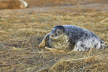 A young Grey Seal pup (Halichoerus grypus) on the shore in winter, at Donna Nook Nature Reserve, on the North Sea coast of Lincolnshire, Great Britain.