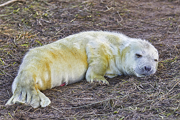 A newborn Grey Seal pup (Halichoerus grypus) on the shore in winter, at Donna Nook Nature Reserve, on the North Sea coast of Lincolnshire, Great Britain.