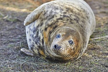 A young Grey Seal pup (Halichoerus grypus) on the shore in winter, at Donna Nook Nature Reserve, on the North Sea coast of Lincolnshire, Great Britain.