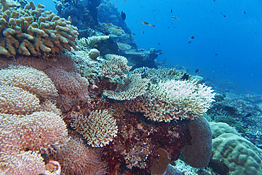 A mix of Acropora species scleractinic hard corals growing on a coral reef in Gaafu Dhaalu atoll, in the far south of the Maldives, Indian Ocean.